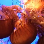Video: Monterey Bay Aquarium