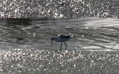 Palo Alto Baylands