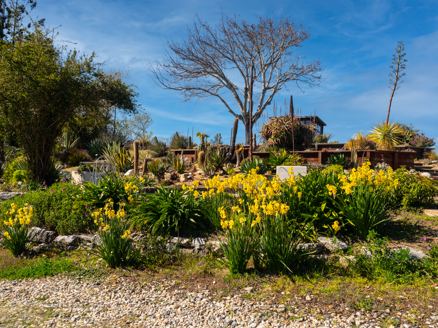 UC Santa Cruz Arboretum & Botanic Garden