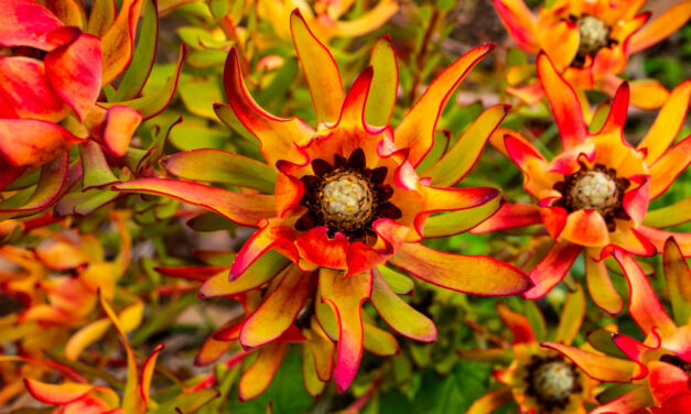 UCSC Arboretum